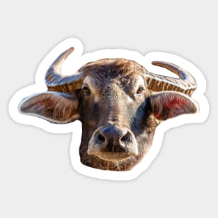 Water buffalo Sticker